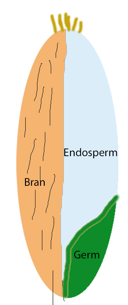 A diagram showing the different parts of a wheat seed.